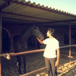 Marwari Horse