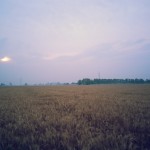 Wheat Fields in Ludhiana