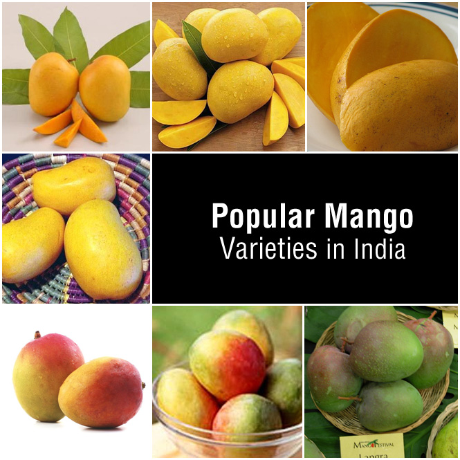 types of mango