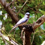 Birds of different species in Ranthambore National Park