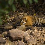 Ranthambore Tigers