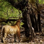 Tiger Safari – India’s Ranthambore National Park