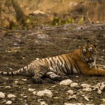 Tigers in Ranthambore National park, Rajasthan