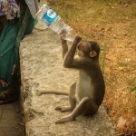 Monkey at elephanta caves