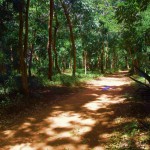 Walk through Auroville