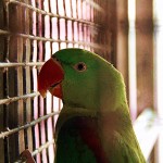 Bird hospital in Jain Mandir Temple, Delhi