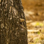 Monitor Lizard Peeping out !