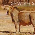 Gir Wildlife Sanctuary