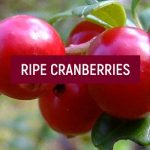 Surprising Facts about Food – Ripe Cranberries