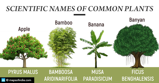 types of indian trees with names