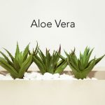 Aloe-Vera