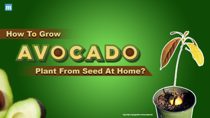 An informative depiction of the process to grow an avocado plant from seed at home