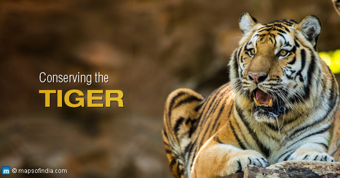 Conserving the Tiger