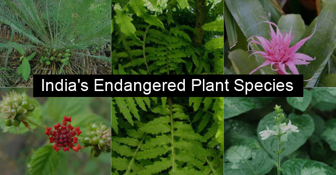 Endangered Plant Species in India