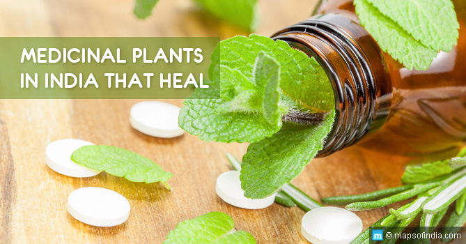 Medicinal Plants in India and Their Uses