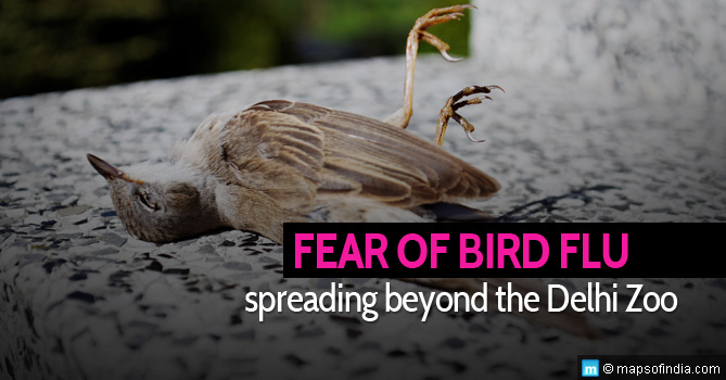 Fear of bird flu spreading beyond the delhi zoo