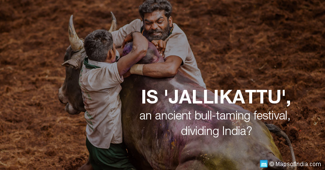 Jallikattu Bull Sport in Tamil Nadu