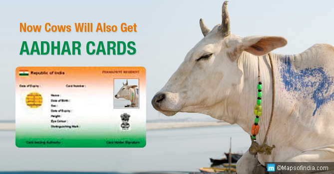 Aadhar Cards for Cows