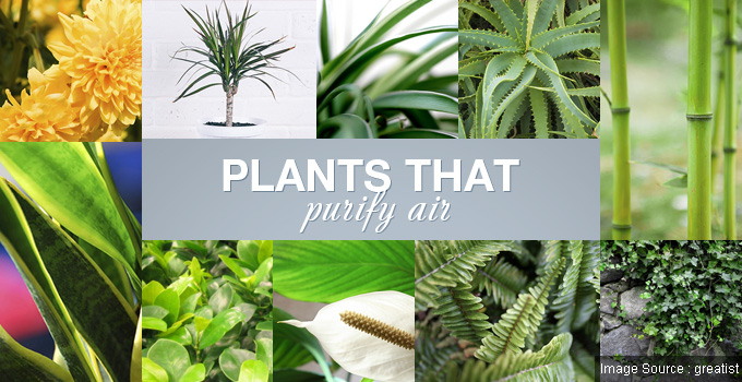 Indoor plants to purify air