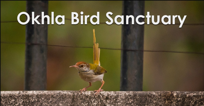 Okhla Bird Sanctuary
