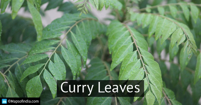 Curry leaves