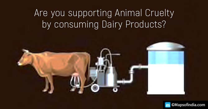 The animal cruelty in our milk industries