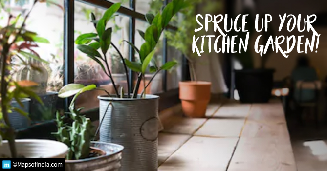 6 herbs that are easy to grow in the kitchen garden