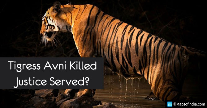 'Man-eater' tigress killed