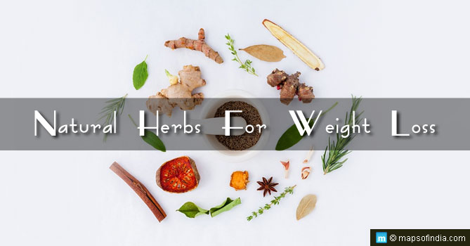 Natural Herbs for Weight Loss