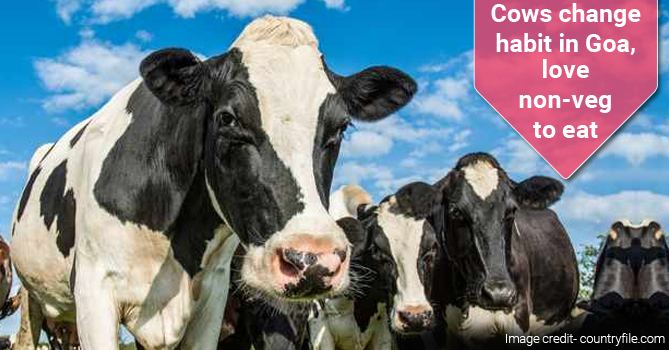 Cows Change Habit in Goa, Love Non-Veg to Eat