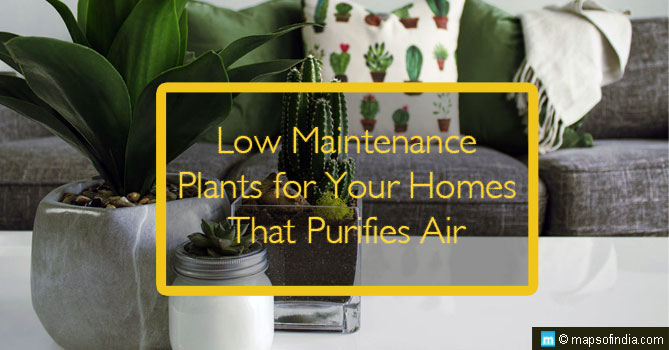 Low Maintenance Plants for Your Homes That Purifies Air