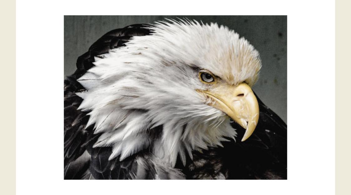 Bird Amazon Quiz