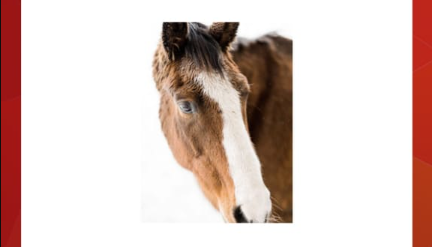 The young males of this species are known as