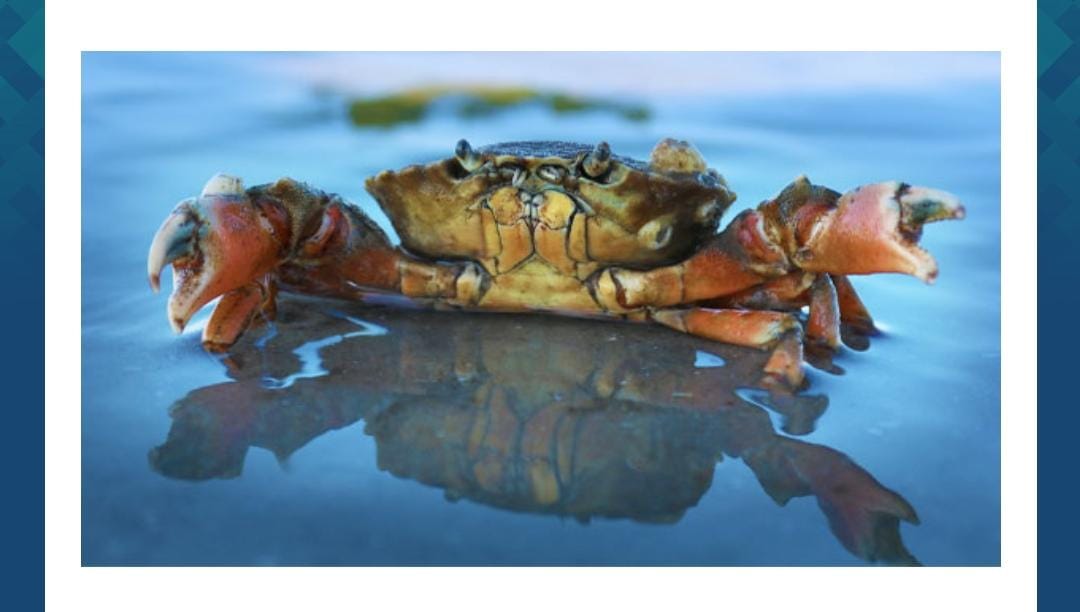 How many legs does this animal have?