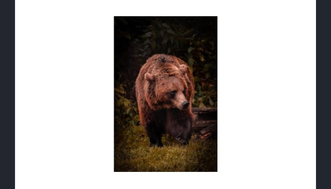 Name the famous character who was this animal, created by writer A A Milne