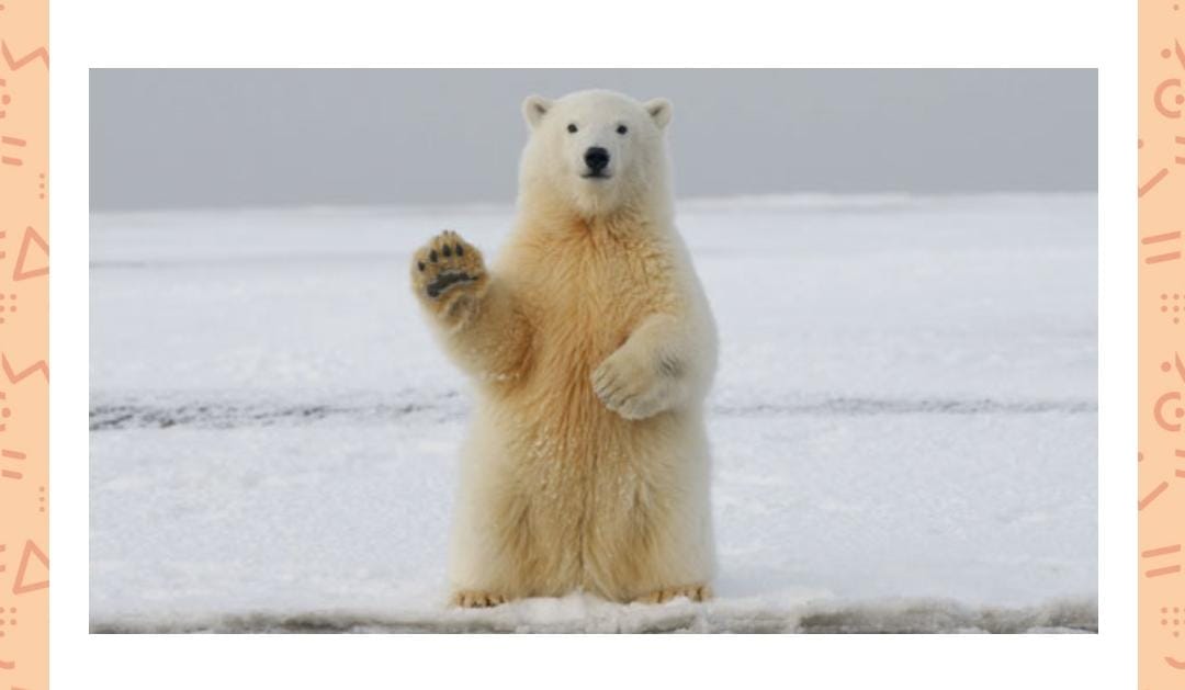 This animal is nearly undetectable by which of these, due to their transparent fur?