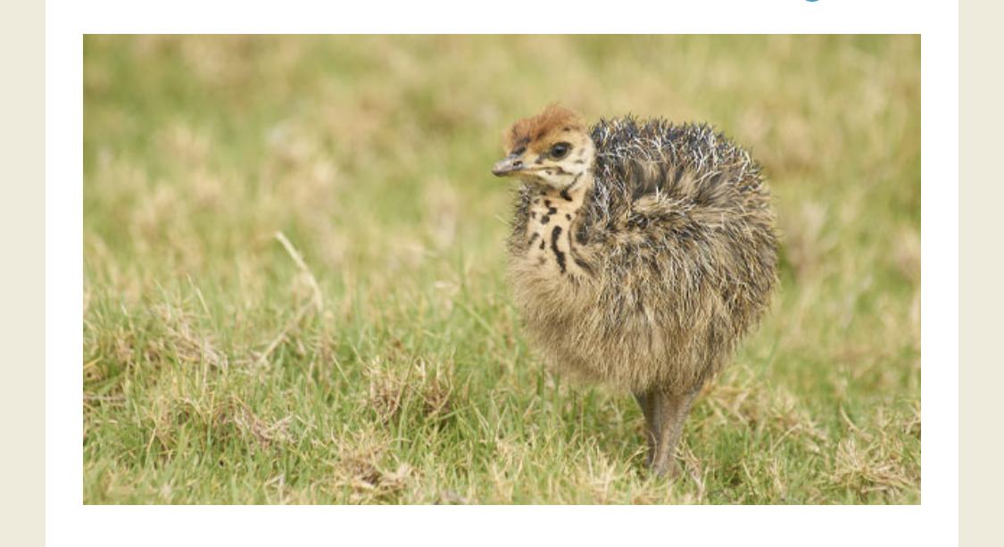 This is the baby of which animal?