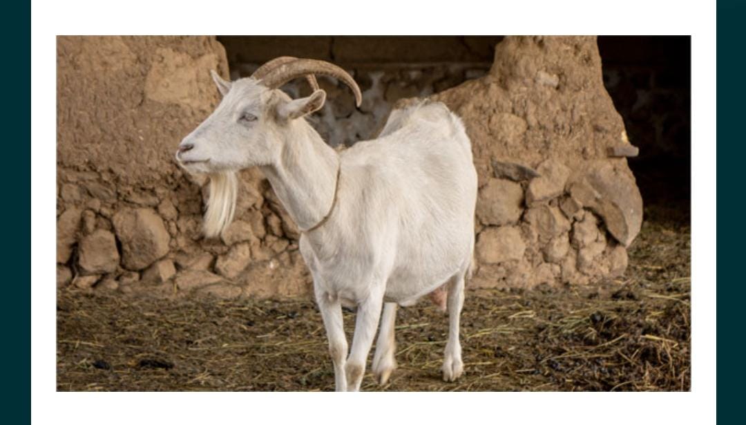 To help them watch over broad, flat grazing areas, this animal's pupils come in what shape
