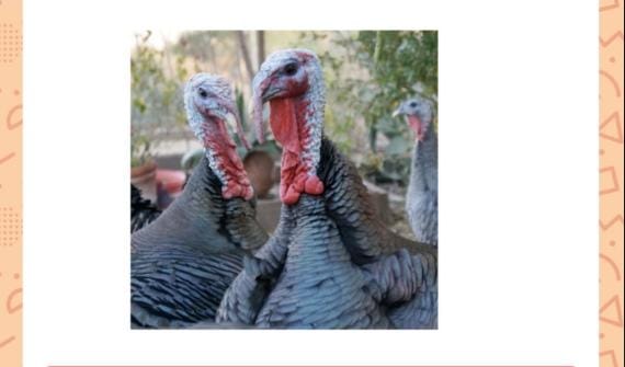 What is the collective noun used for a group of these birds?