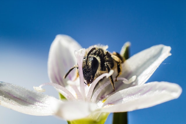 Pollination