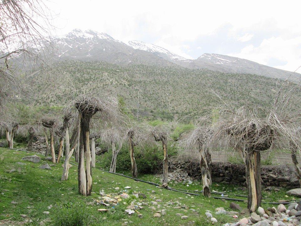 Indian History: The Chipko Movement