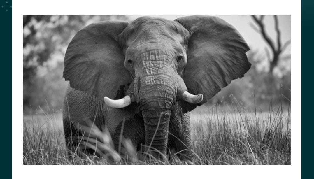 What do the ear flaps in this animal help it do?