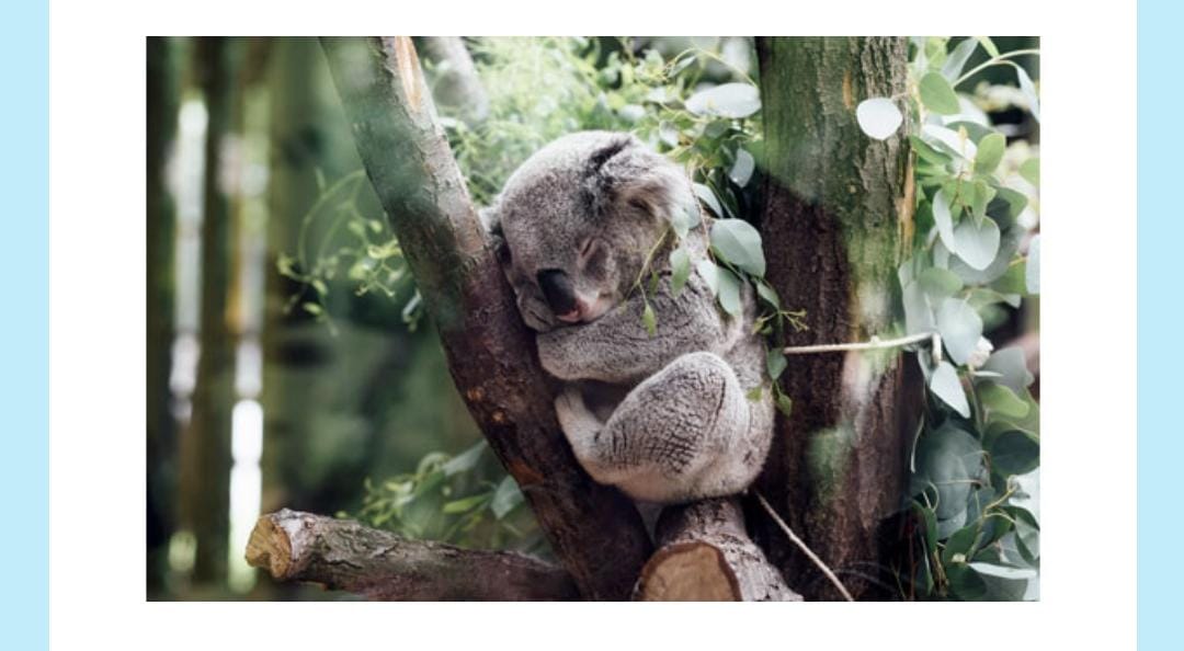 These animals can eat upto a kilogram of what per day Amazon Quiz