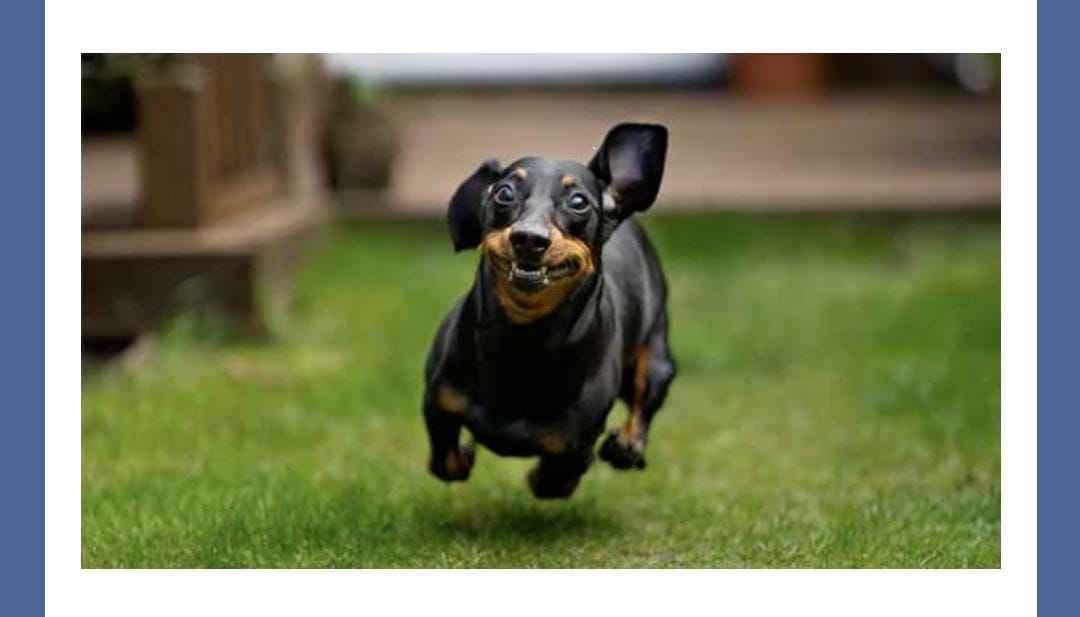 This popular breed of dog originated in which country amazon quiz