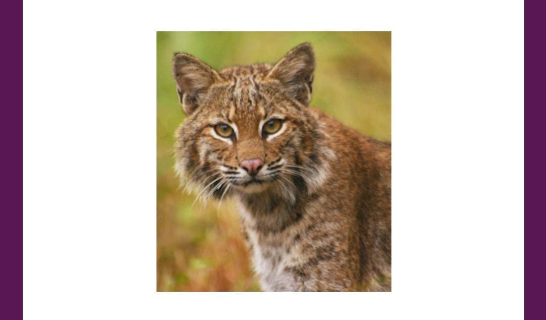 What is this animal called Amazon Quiz