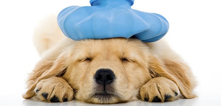 How to heal a Sick Dog?