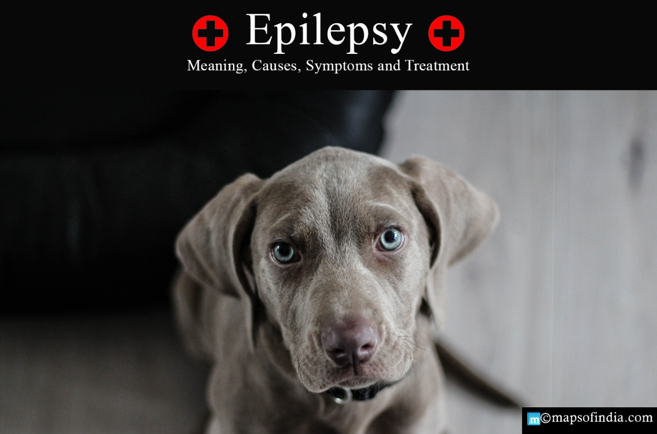Epilepsy in Dogs: Meaning, Causes, Symptoms and Treatment