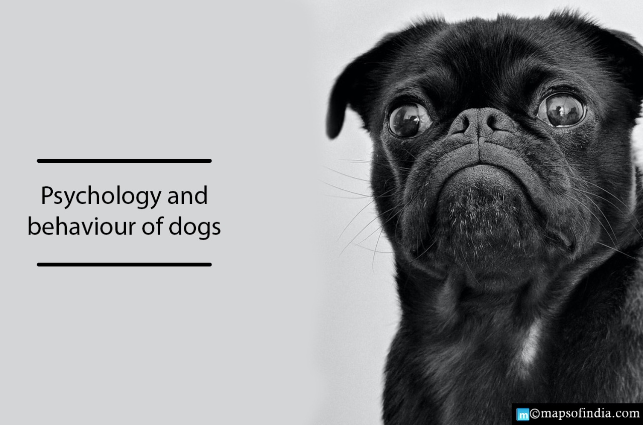 Understanding the Psychology And Behaviour Of Dogs