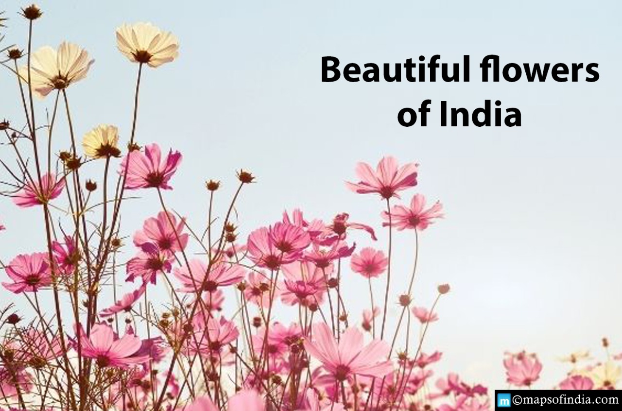 Know about the most Beautiful Flowers in India