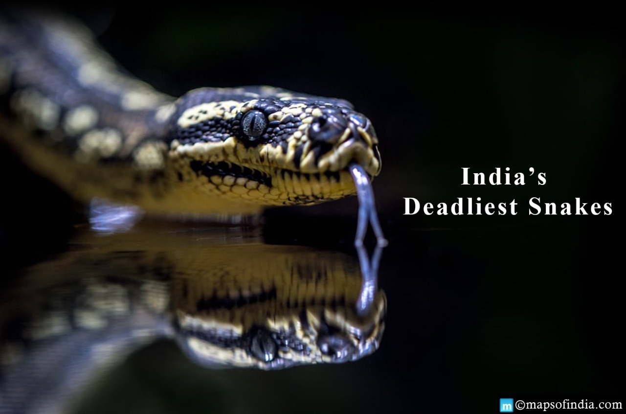 Know about the Deadliest Snakes in India